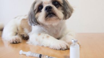 diabetes mellitus