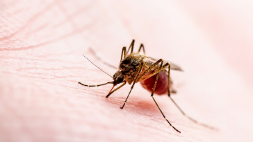 mosquito-palha