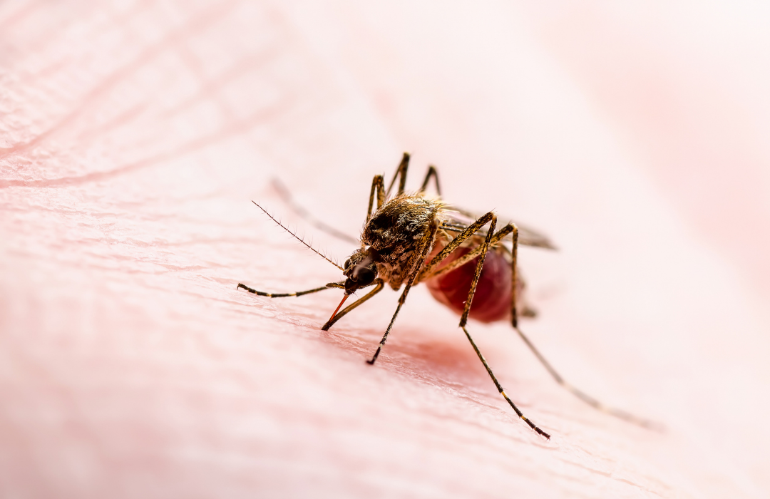 mosquito-palha