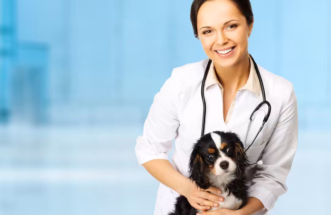 CFMV faz um raio-x das mulheres brasileiras que atuam na Medicina Veterinária e na Zootecnia