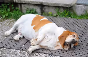 Pesquisa aponta que 60% dos cães e gatos estão obesos no mundo