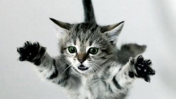 síndrome do gato paraquedista