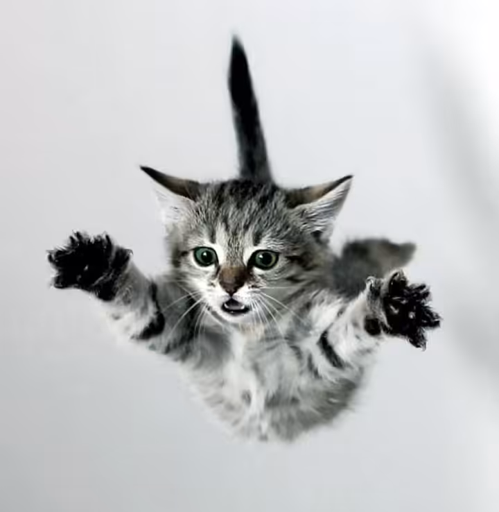 síndrome do gato paraquedista