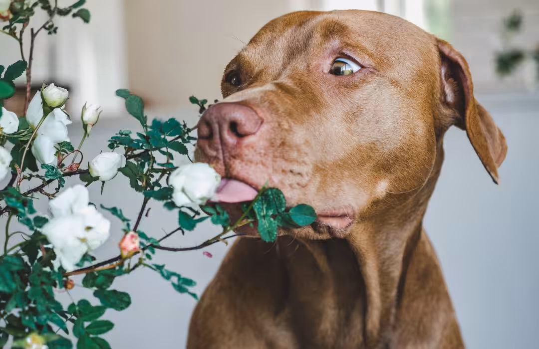 Instituto PremieRpet apoia projeto de extensão universitária sobre plantas e alimentos tóxicos para pets