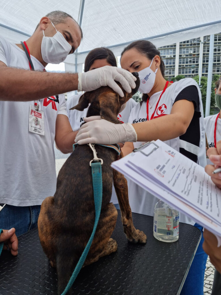 Médicos-veterinários de rua