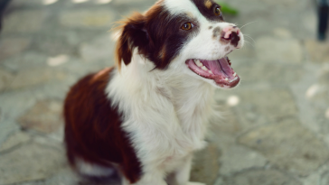tosse em cães