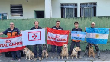 cães de resgate