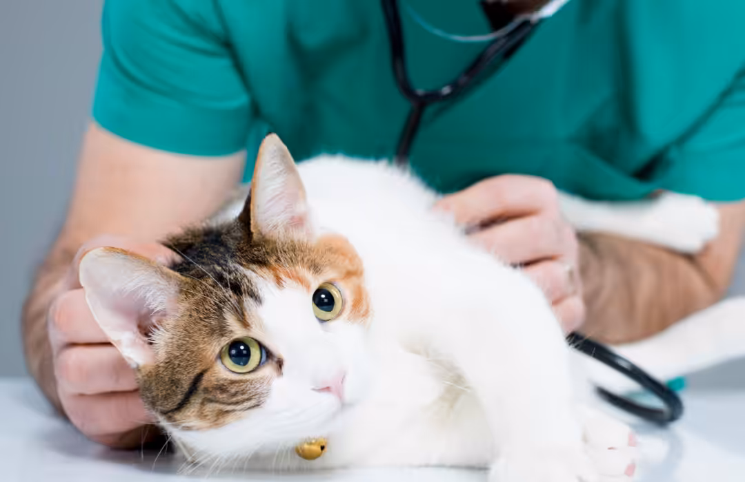 Saúde dos gatos: AIDS e leucemia felina exigem tratamento adequado com especialista