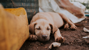 animais em vulnerabilidade