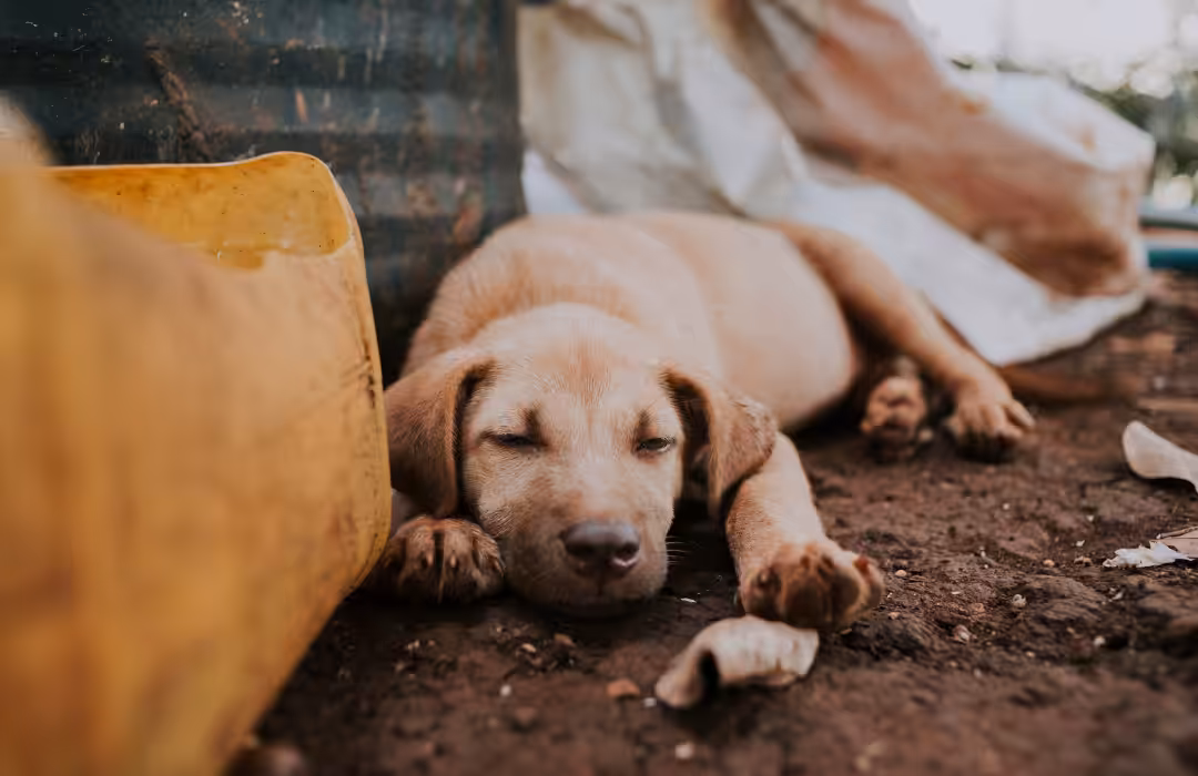 Número de cães e gatos em situação de vulnerabilidade dobra em dois anos, aponta pesquisa