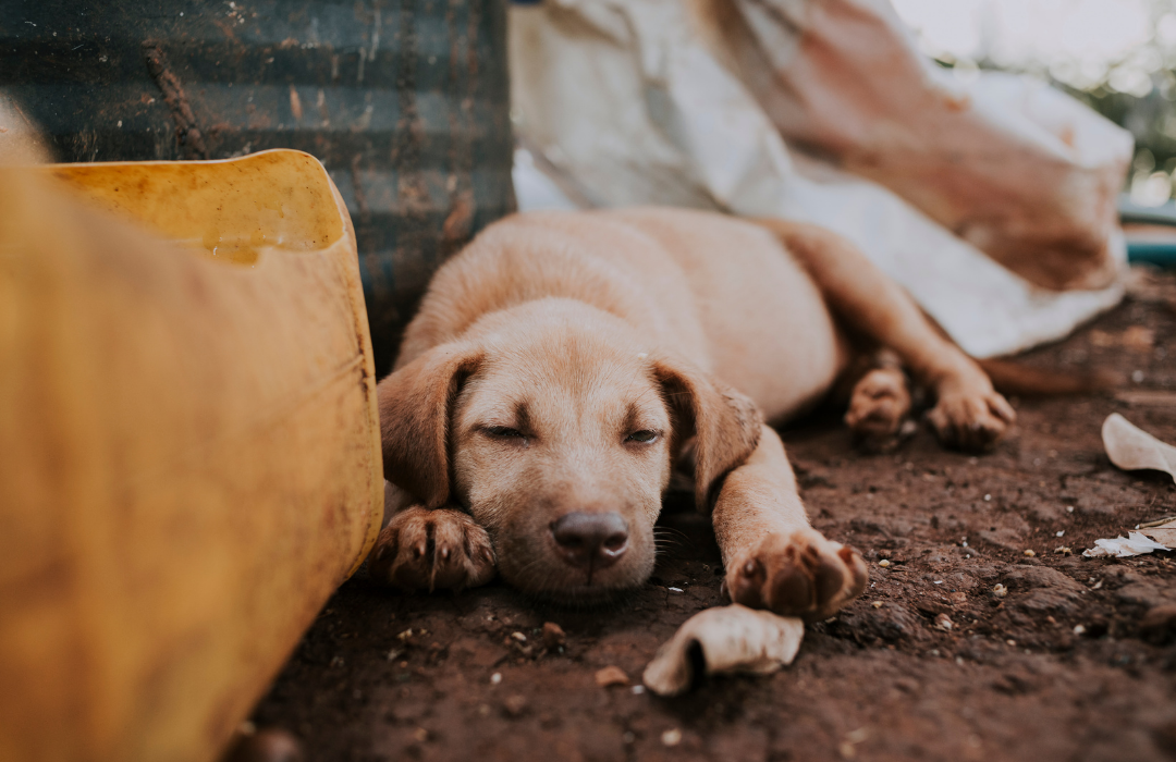 animais em vulnerabilidade