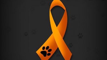 CRMV-AM celebra abril laranja e reforça importância da denúncia contra a violência animal