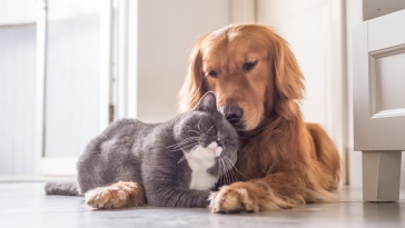Vetnil pontua cuidados básicos para garantir saúde e o bem-estar dos pets