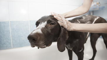 banho em cães