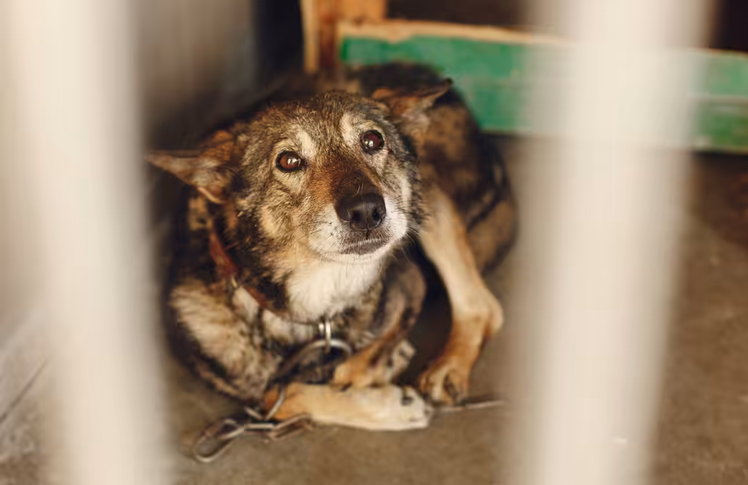 Campanha Abril Laranja mostra a importância de denunciar maus-tratos a animais