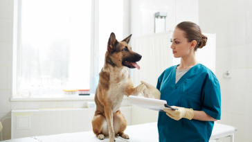 cão no hospital