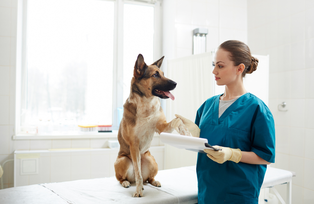 cão no hospital