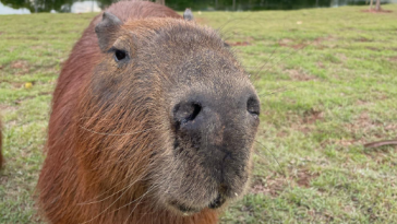 capivara
