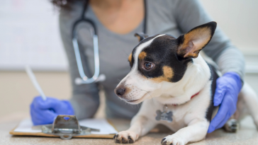Sorocaba (SP) construirá Clínica Pública Veterinária na Zona Norte da Cidade