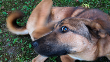 pulga no cachorro