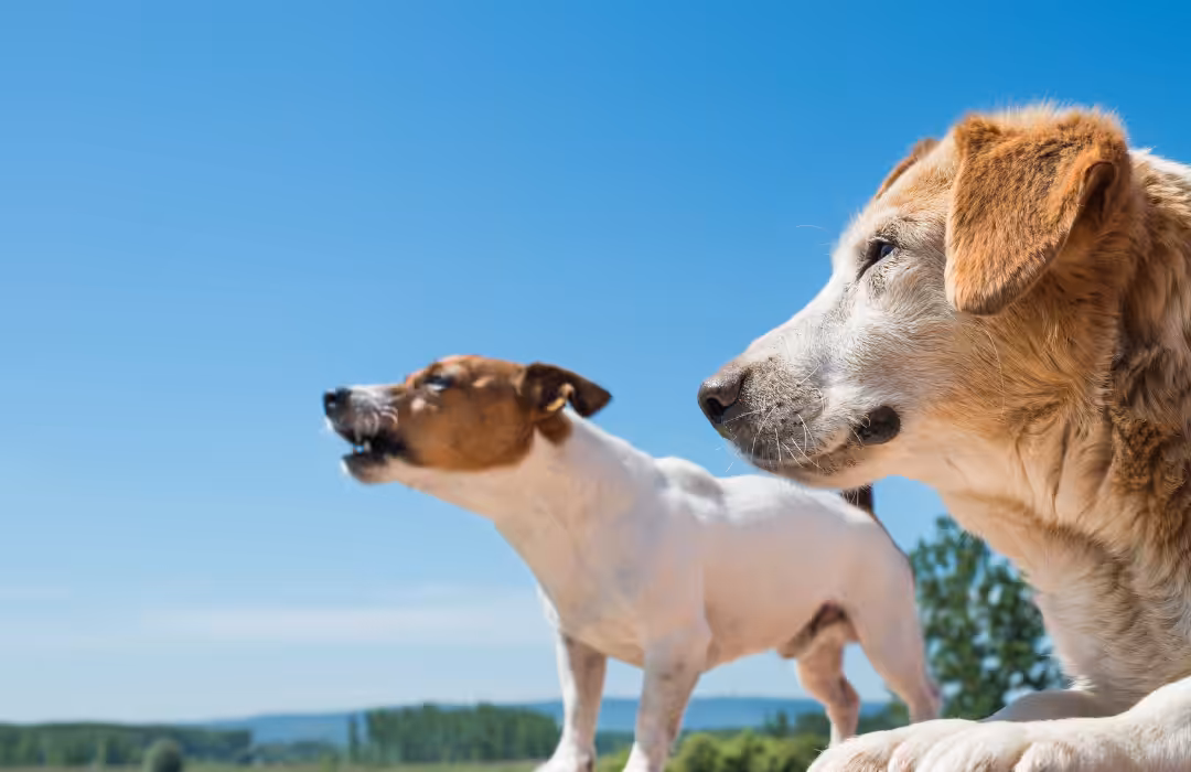 Profissional cita as características mais importantes na comunicação entre os animais