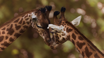 girafas