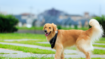 golden retriever