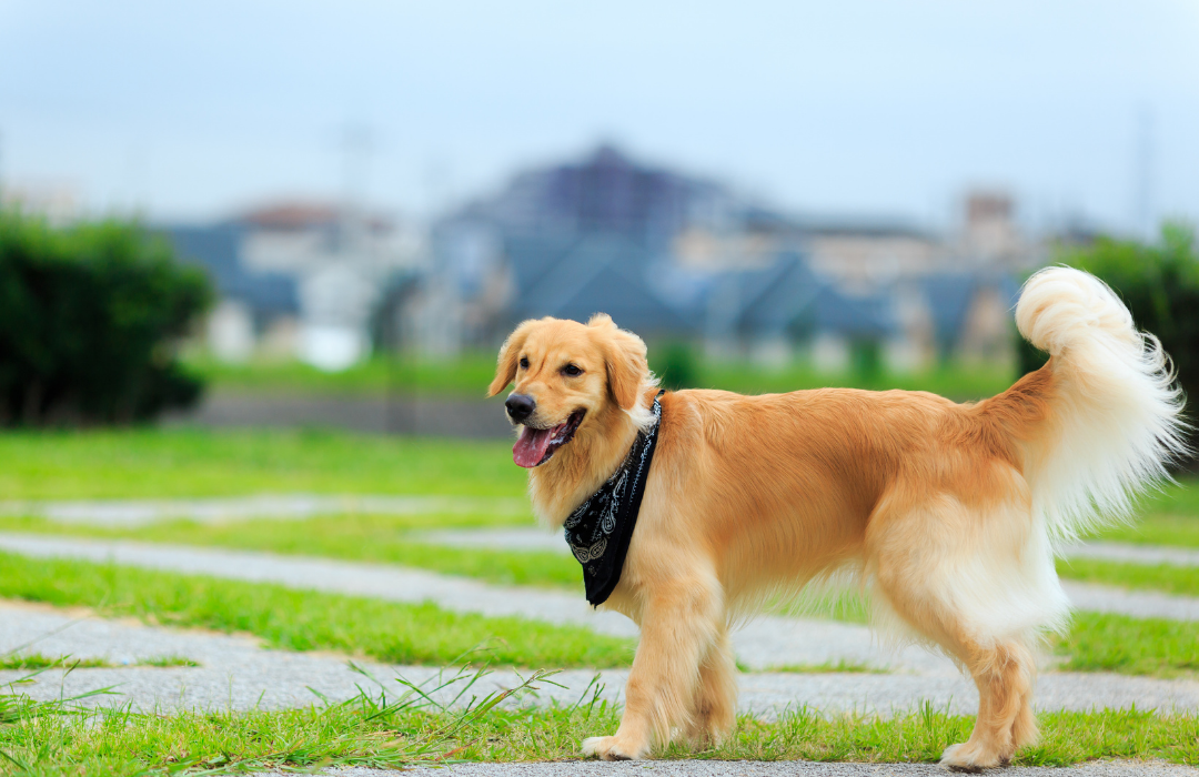 golden retriever