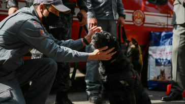 Royal Canin dia internaciona dos cães de resgate