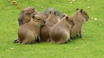 capivaras