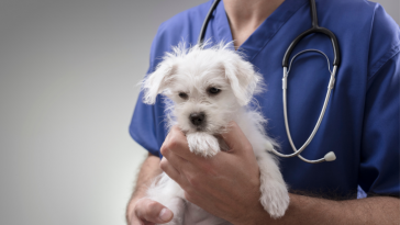 dia da medicina veterinária