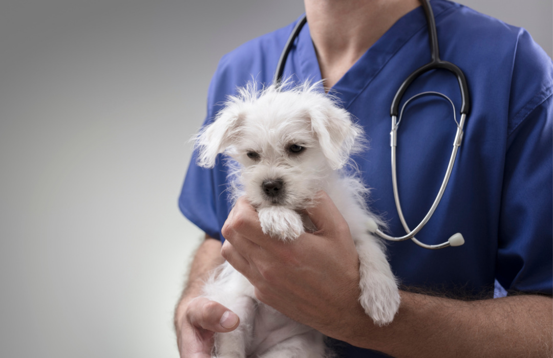 dia da medicina veterinária