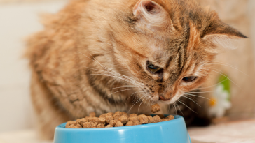 alimento para gato
