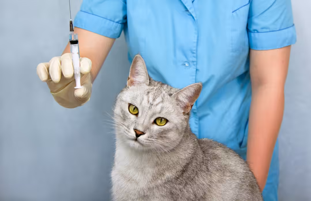Pesquisadores alertam população para o risco de vacinas anti cio em cadelas e gatas