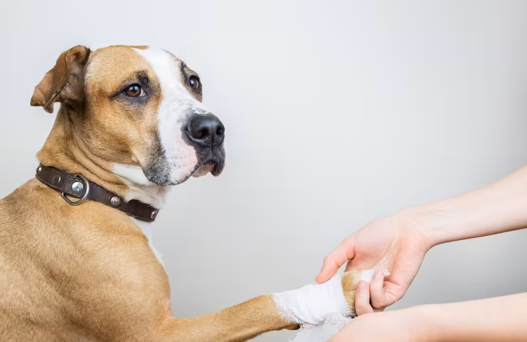 Artrose provoca desgaste e degeneração da articulação, além de limitar os movimentos dos pets