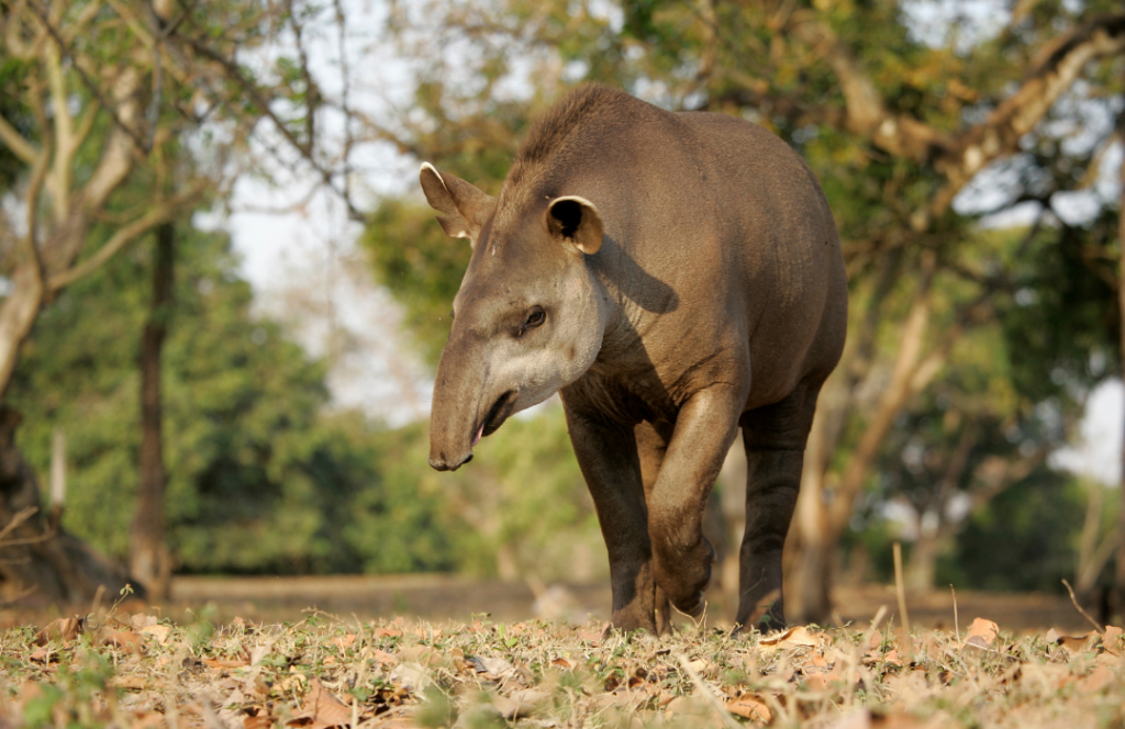 animas em extinção Ceará