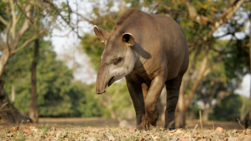 animas em extinção Ceará