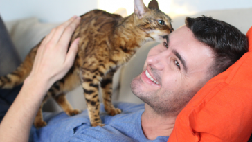 gato e tutor