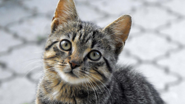 sarcoma cutâneo felino