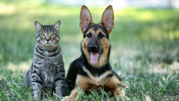 gato e cachorro
