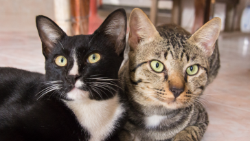 gatos