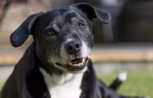 Nutrição de pets na velhice precisa mudar, alerta especialista