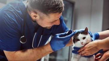 médico-veterinário