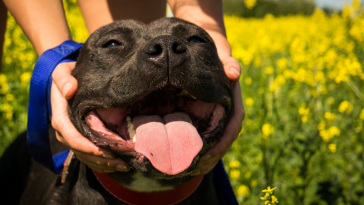 pit bull