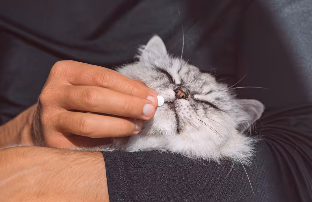 Alerta: A presença de vermes no organismo dos animais de companhia pode ser fatal