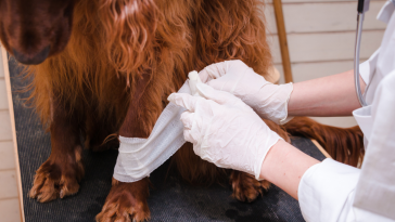 veterinária ucrânia