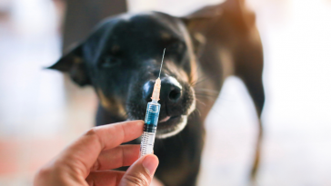 vacinação canina