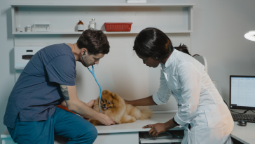 veterinário
