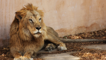 zoo x santuário