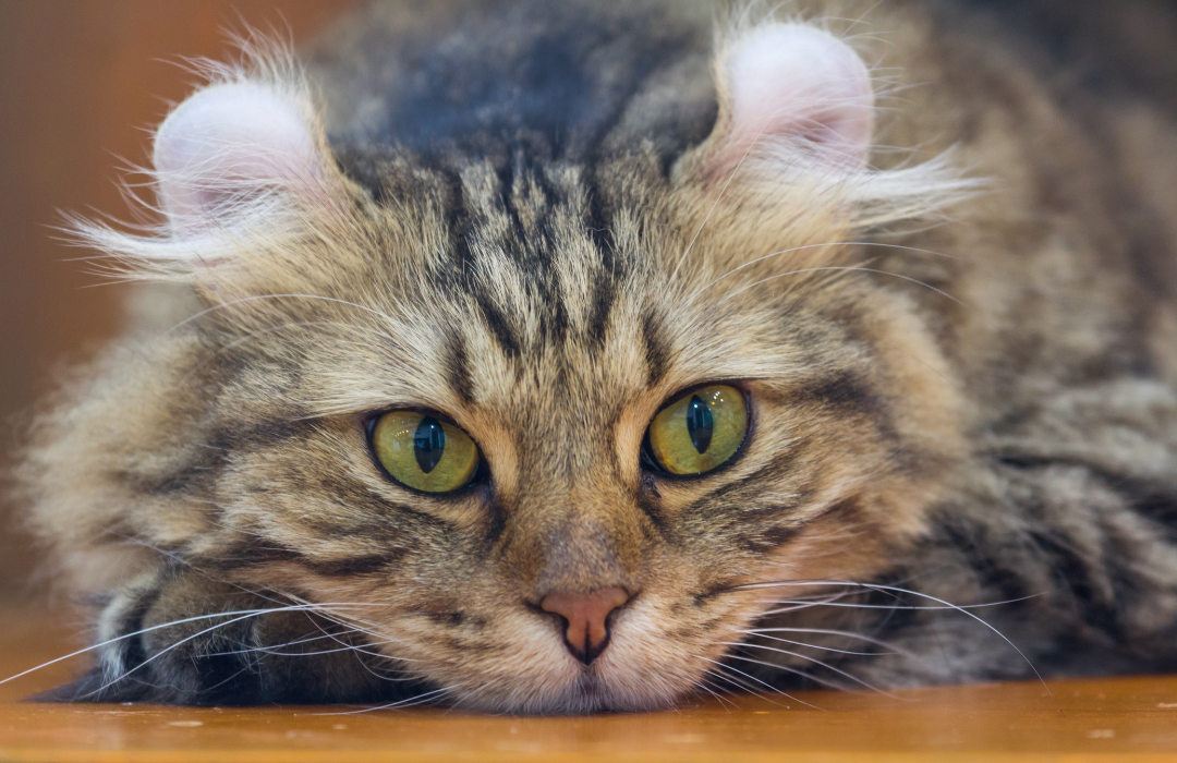 american curl